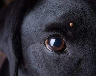 10 Facts To Know About Ticks