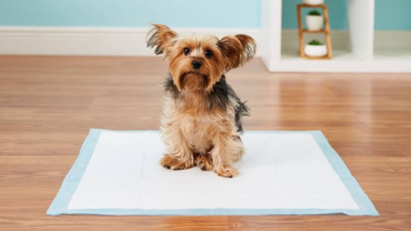 How to Potty Train your Puppy