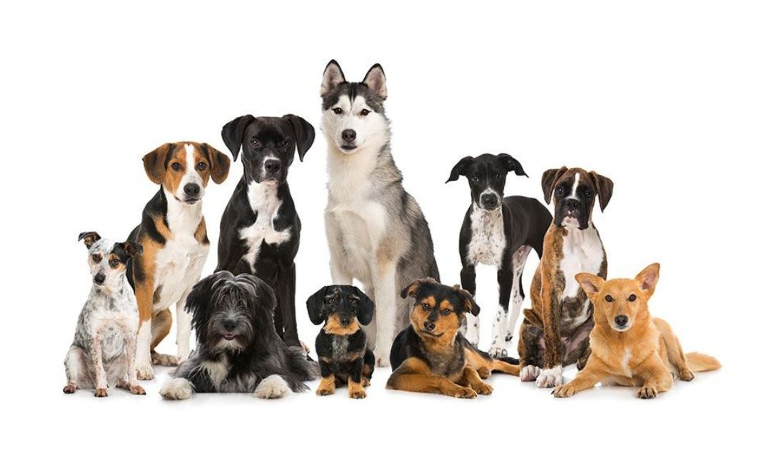 DOGS AND THEIR COAT TYPES