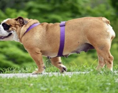 How to detect pregnancy in female dogs