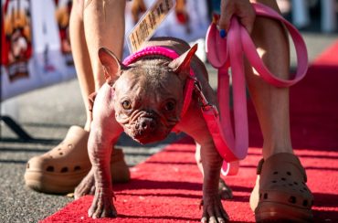 World ugliest dog