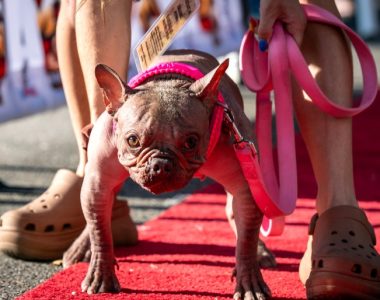 World ugliest dog