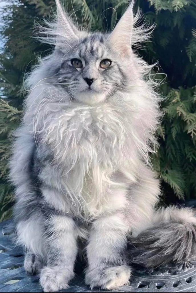 Maine Coon